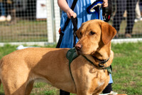 Best Young Handler