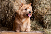 Kennel Carradine October 2023