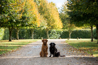 Peter and Christine's Canine Photoshoot